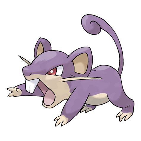 19-rattata