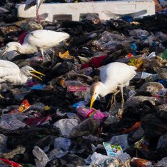 Znanstveniki ustvarili novo plastiko PDK, ki se jo da večkrat reciklirati