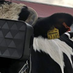 Krave v Rusiji uporabljajo virtualno resničnost