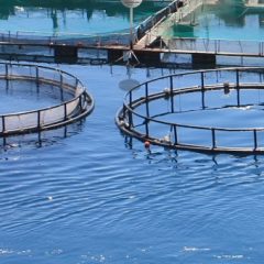 Alphabet razvija tehnologijo za zaščito oceanov, ki so nam še vedno popolna neznanka